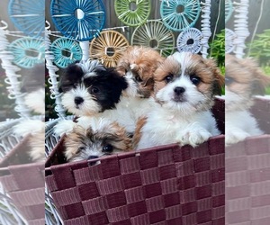 Mal-Shi-Maltipoo Mix Puppy for sale in SOUTH ORANGE, NJ, USA