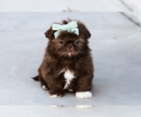 Medium Photo #6 Shih Tzu Puppy For Sale in WAKARUSA, IN, USA