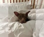 Small #1 American Pit Bull Terrier Mix