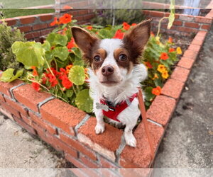 Chion Dogs for adoption in Santa Clara, CA, USA