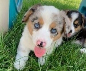 American Corgi Puppy for sale in COLUMBUS, NE, USA