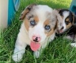 Image preview for Ad Listing. Nickname: Blue eyed merle