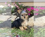 Small #6 Yorkshire Terrier