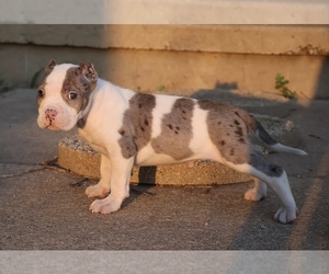 American Bully Puppy for sale in CHAMPAIGN, IL, USA
