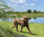 Small Photo #1 Goldendoodle Puppy For Sale in LAKEWOOD RANCH, FL, USA