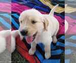 Small Photo #4 Golden Retriever Puppy For Sale in INDIANAPOLIS, IN, USA