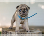 Small #2 Pug
