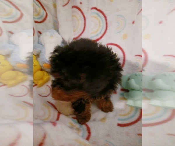 Medium Photo #7 Poodle (Toy) Puppy For Sale in SAVANNAH, GA, USA