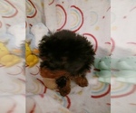 Small Photo #7 Poodle (Toy) Puppy For Sale in SAVANNAH, GA, USA