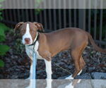 Small #12 American Pit Bull Terrier-Pointer Mix