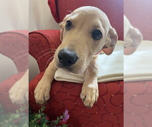 Labrador Retriever-Unknown Mix Dogs for adoption in Brewster, MA, USA