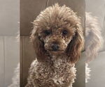Small Poodle (Miniature)