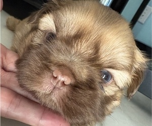 Shih Tzu Puppy for sale in FAIRVIEW, TN, USA