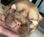Image preview for Ad Listing. Nickname: Akc female 1