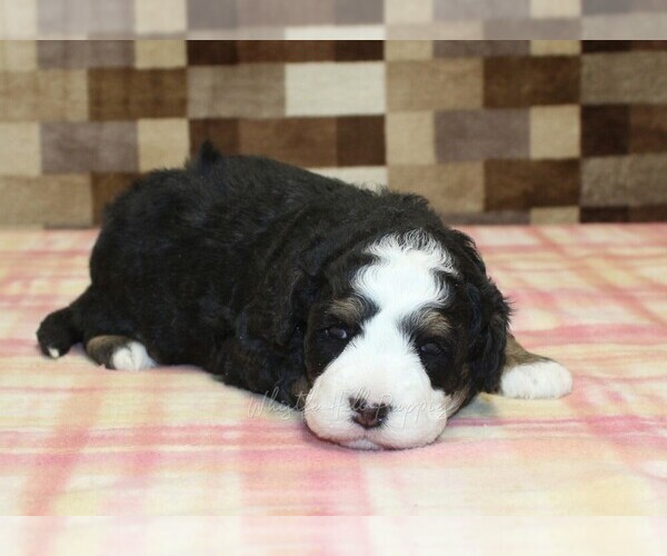 Medium Photo #3 Bernedoodle (Miniature) Puppy For Sale in DENVER, PA, USA