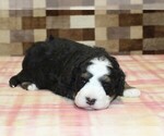 Small #2 Bernedoodle (Miniature)