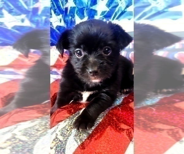 Medium Photo #10 Yorkshire Terrier Puppy For Sale in AKRON, OH, USA