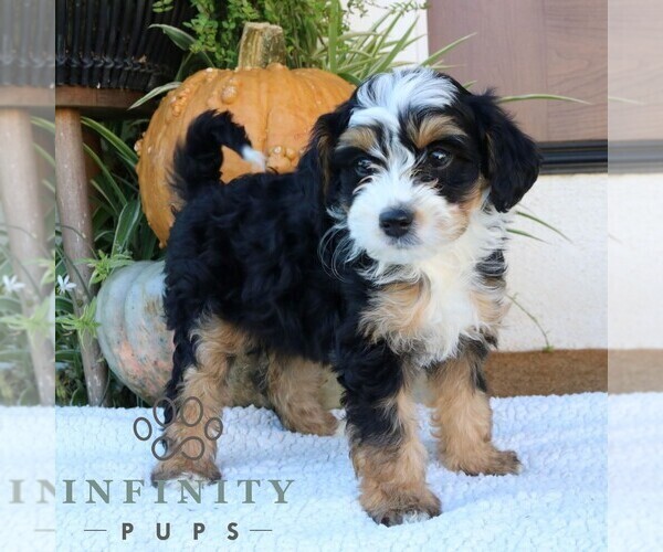 Medium Photo #5 Bernedoodle (Miniature) Puppy For Sale in NARVON, PA, USA