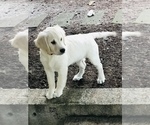 Small Photo #17 Golden Retriever Puppy For Sale in FORT STEILACOOM, WA, USA