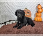 Small #6 Golden Mountain Dog