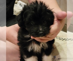 Sheltidoodle Puppy for sale in BERESFORD, SD, USA