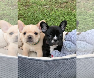 French Bulldog Puppy for sale in KIRBYVILLE, TX, USA