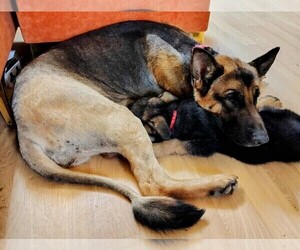 Mother of the German Shepherd Dog puppies born on 08/14/2025