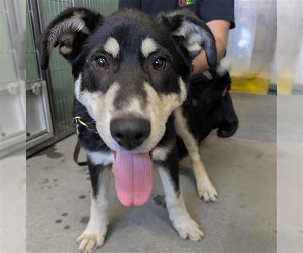 Medium Photo #1 German Shepherd Dog-Unknown Mix Puppy For Sale in Camarillo, CA, USA