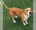Small #4 Boxer Mix