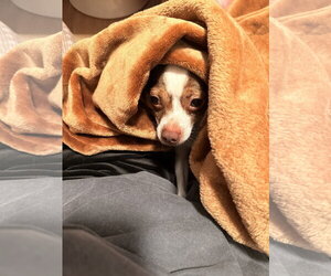 Buddy - Male Chihuahua-Unknown Mix Dog for Adoption - Photo #4