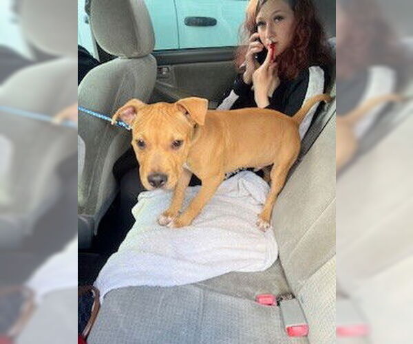 Medium Photo #1 Mutt Puppy For Sale in Stockton, CA, USA