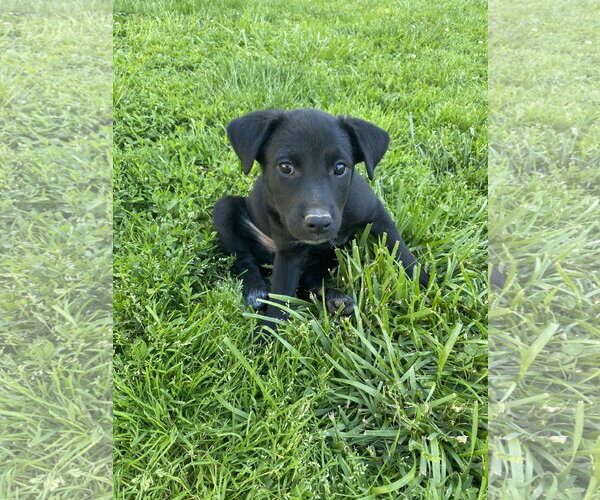 Medium Photo #6 Labsky Puppy For Sale in Hillsboro, MO, USA