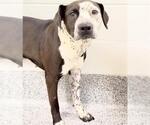 Small #1 Labrador Retriever Mix