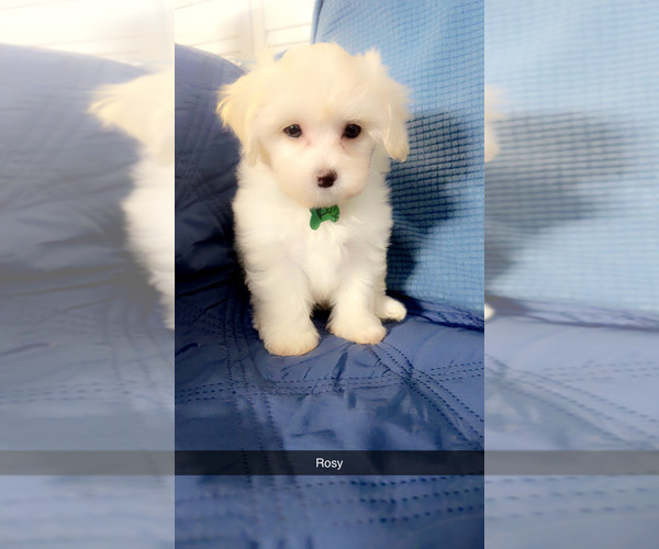 Medium Photo #19 Maltipoo (Miniature) Puppy For Sale in HIGH POINT, NC, USA