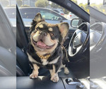 Small Photo #1 French Bulldog Puppy For Sale in CARSON, CA, USA