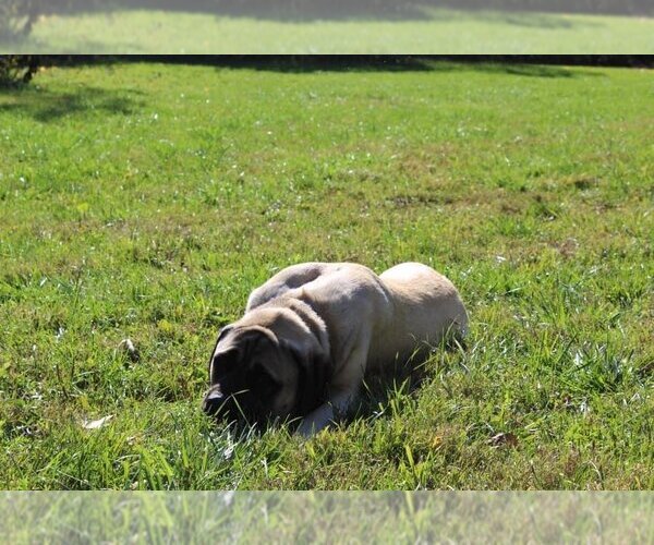 Medium Photo #9 Mastiff Puppy For Sale in Germantown, OH, USA