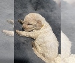 Small Photo #1 Goldendoodle Puppy For Sale in COVINGTON, TN, USA