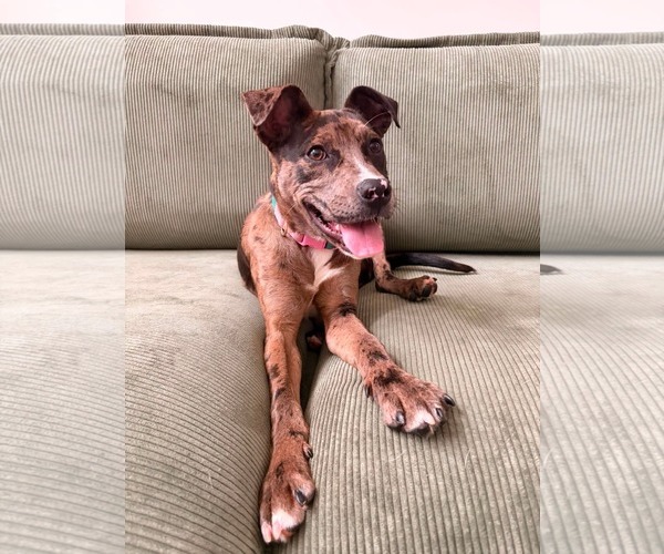 Medium Photo #1 Mutt Puppy For Sale in Woodbury, NY, USA
