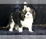 Small #3 Cavalier King Charles Spaniel