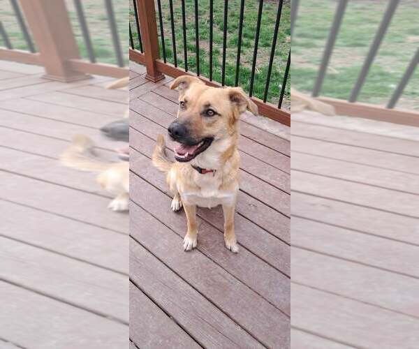 Medium Photo #2 Mutt Puppy For Sale in pomfret, CT, USA