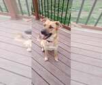Small #1 Mutt