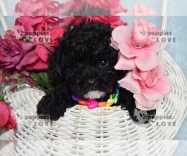 Medium Photo #3 Poodle (Toy) Puppy For Sale in SANGER, TX, USA