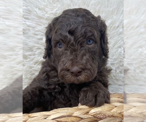 Medium Photo #3 Double Doodle Puppy For Sale in PIERSON, FL, USA