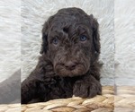 Small Photo #3 Double Doodle Puppy For Sale in PIERSON, FL, USA