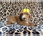 Small #5 Cockapoo (Miniature)