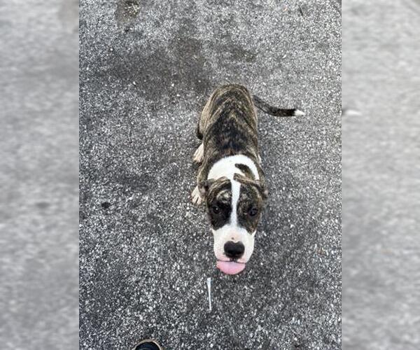 Medium Photo #1 American Pit Bull Terrier-Unknown Mix Puppy For Sale in Houston, TX, USA