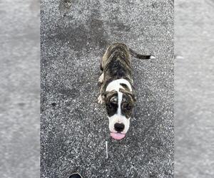 American Pit Bull Terrier-Unknown Mix Dogs for adoption in Houston, TX, USA