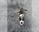 Small American Pit Bull Terrier Mix