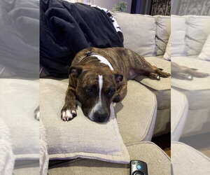 Sage - Female American Staffordshire Terrier-Boxer Mix Dog for Adoption - Photo #3