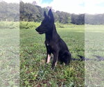 Small #2 German Shepherd Dog Mix